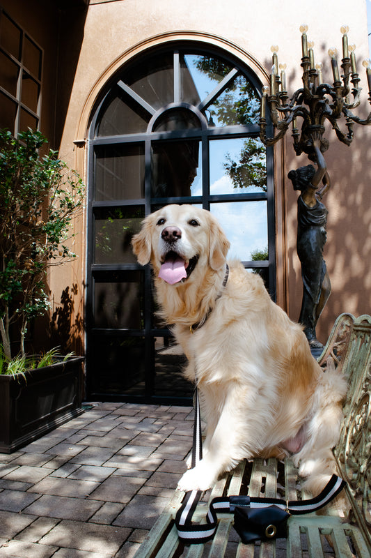 Stripe Out in Style: A Dog's Guide to Wearing Spade's B&W Collar & Leash