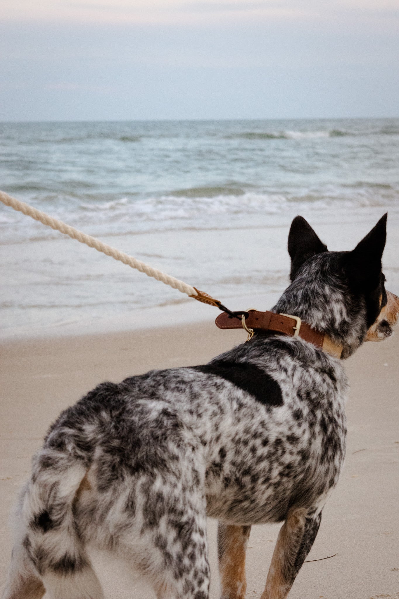 The Hampton Leather Padded Dog Collar