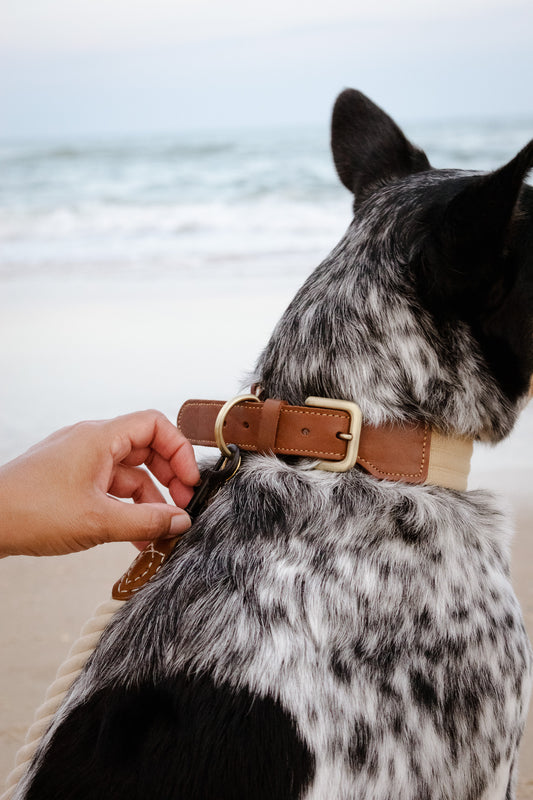 The Hampton Leather Padded Dog Collar
