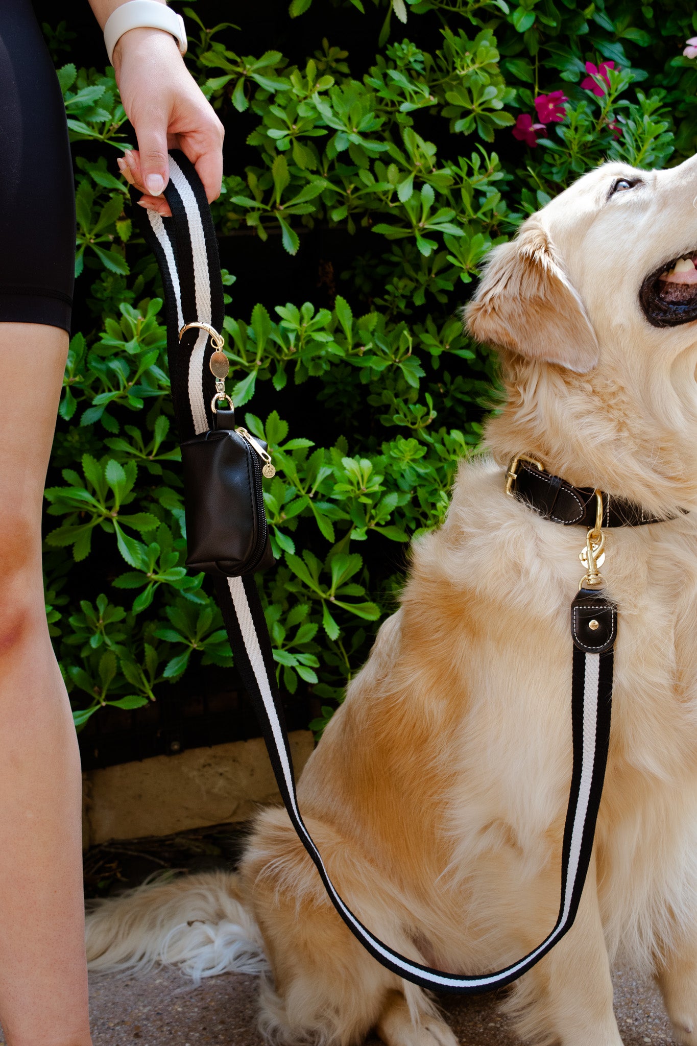 Striped Black and White Dog Leash
