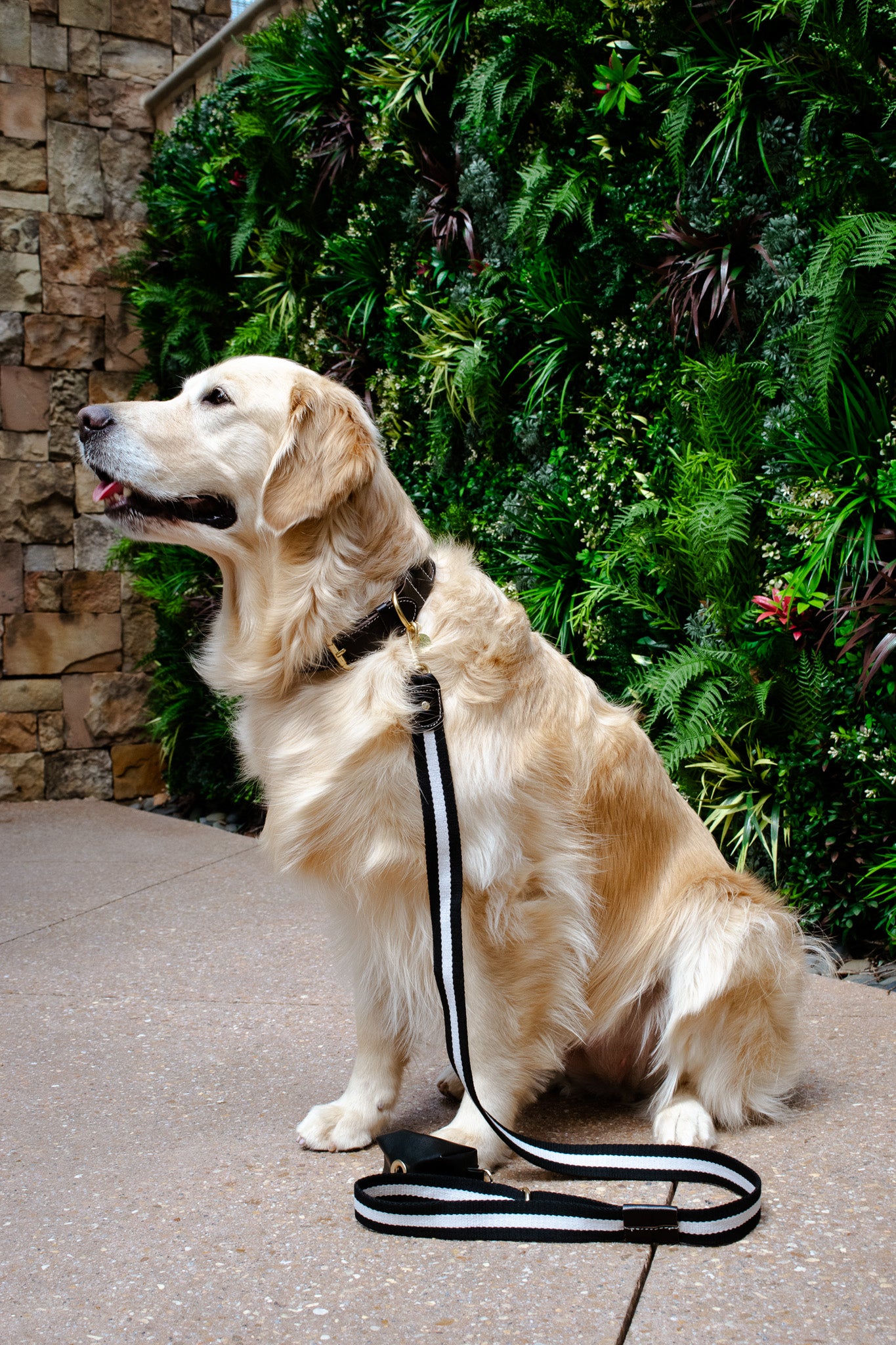Striped Black and White Dog Leash