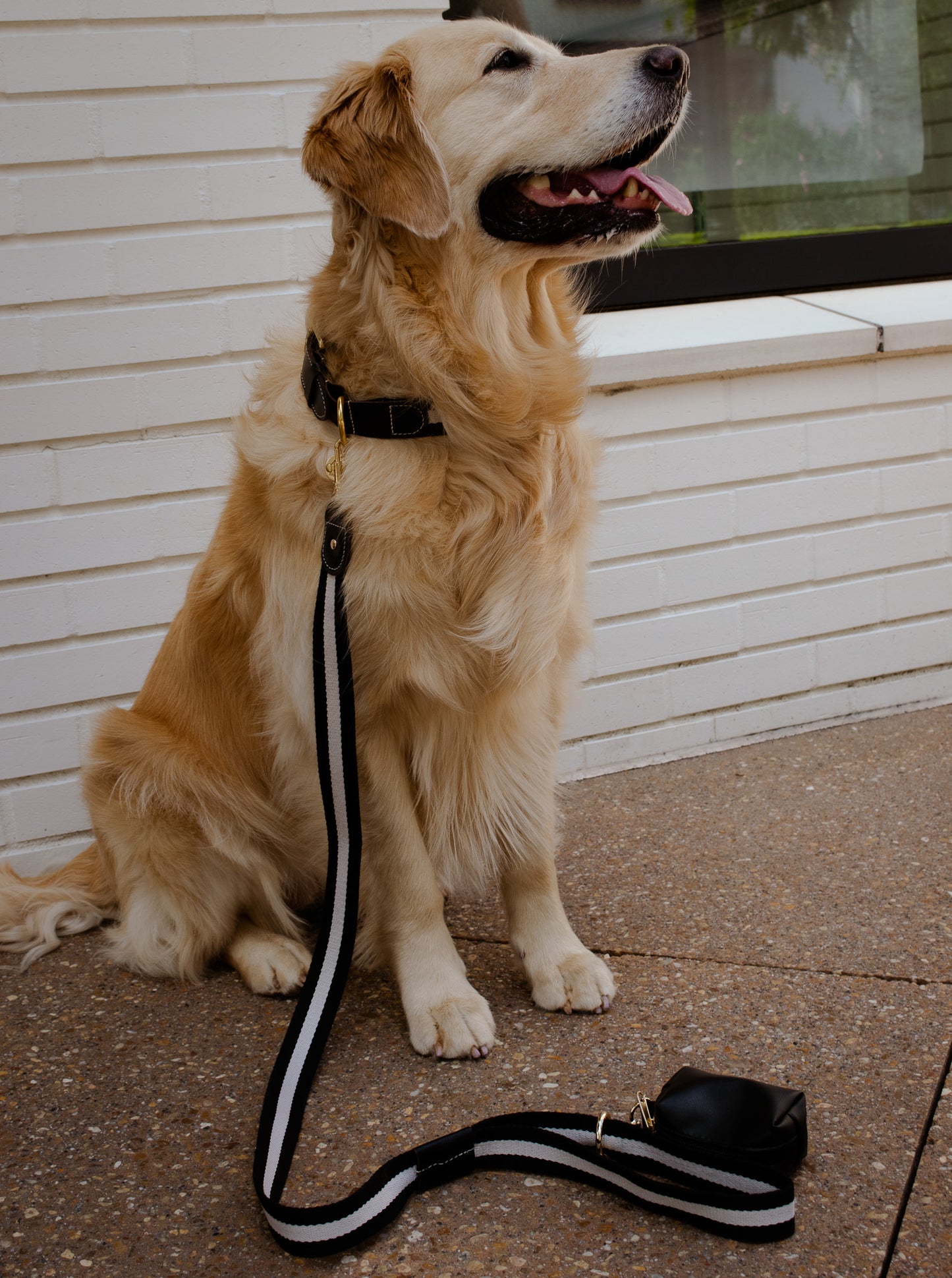 Striped Black and White Dog Leash