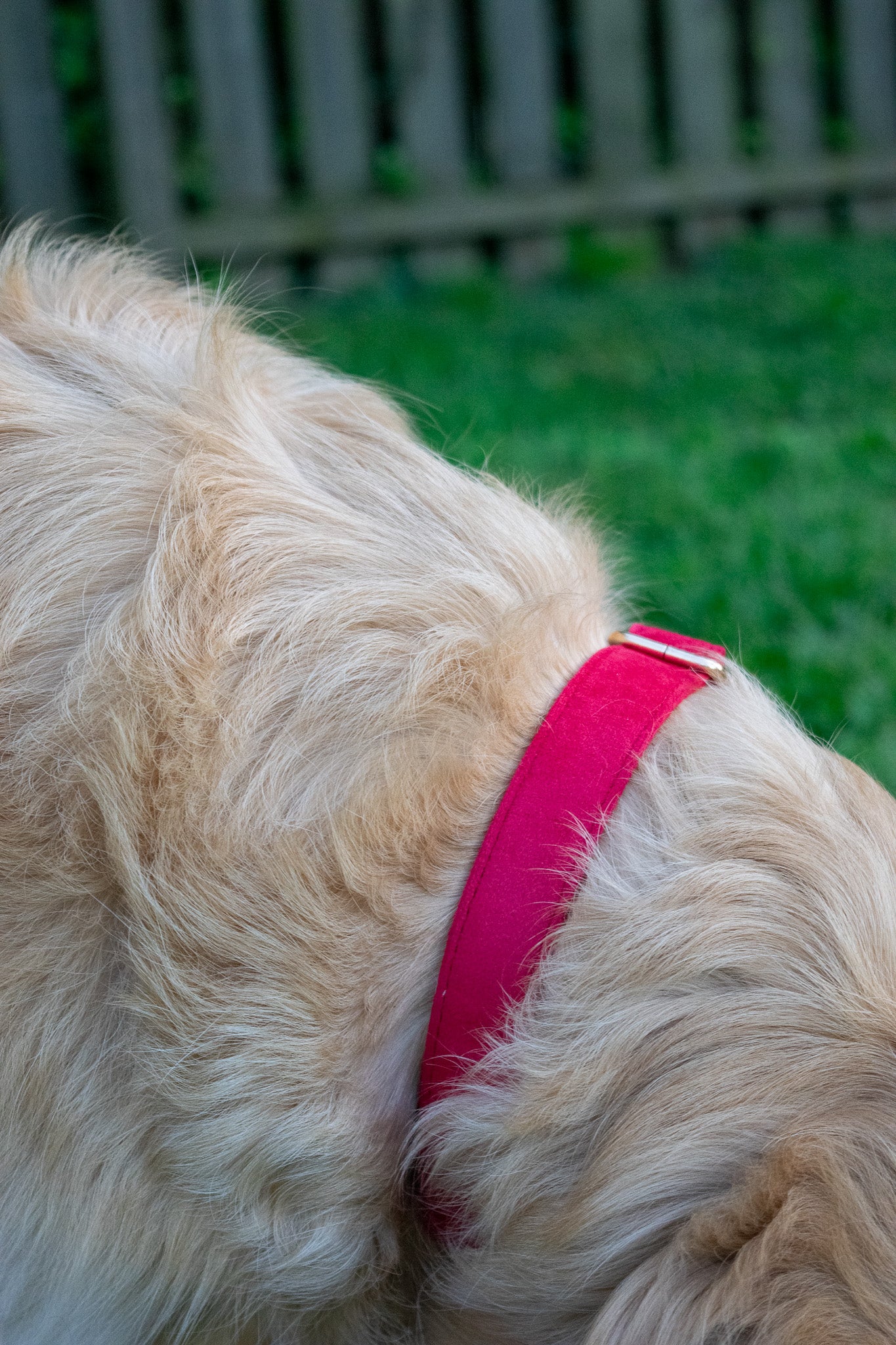 Ruby Red Velvet Dog Collars