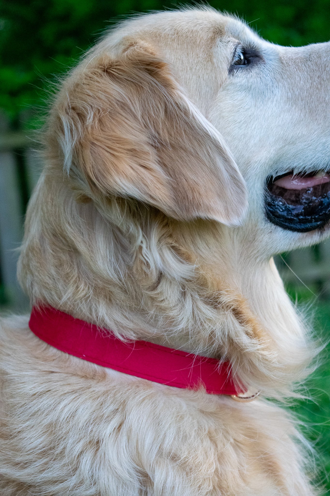 Ruby Red Velvet Dog Collars
