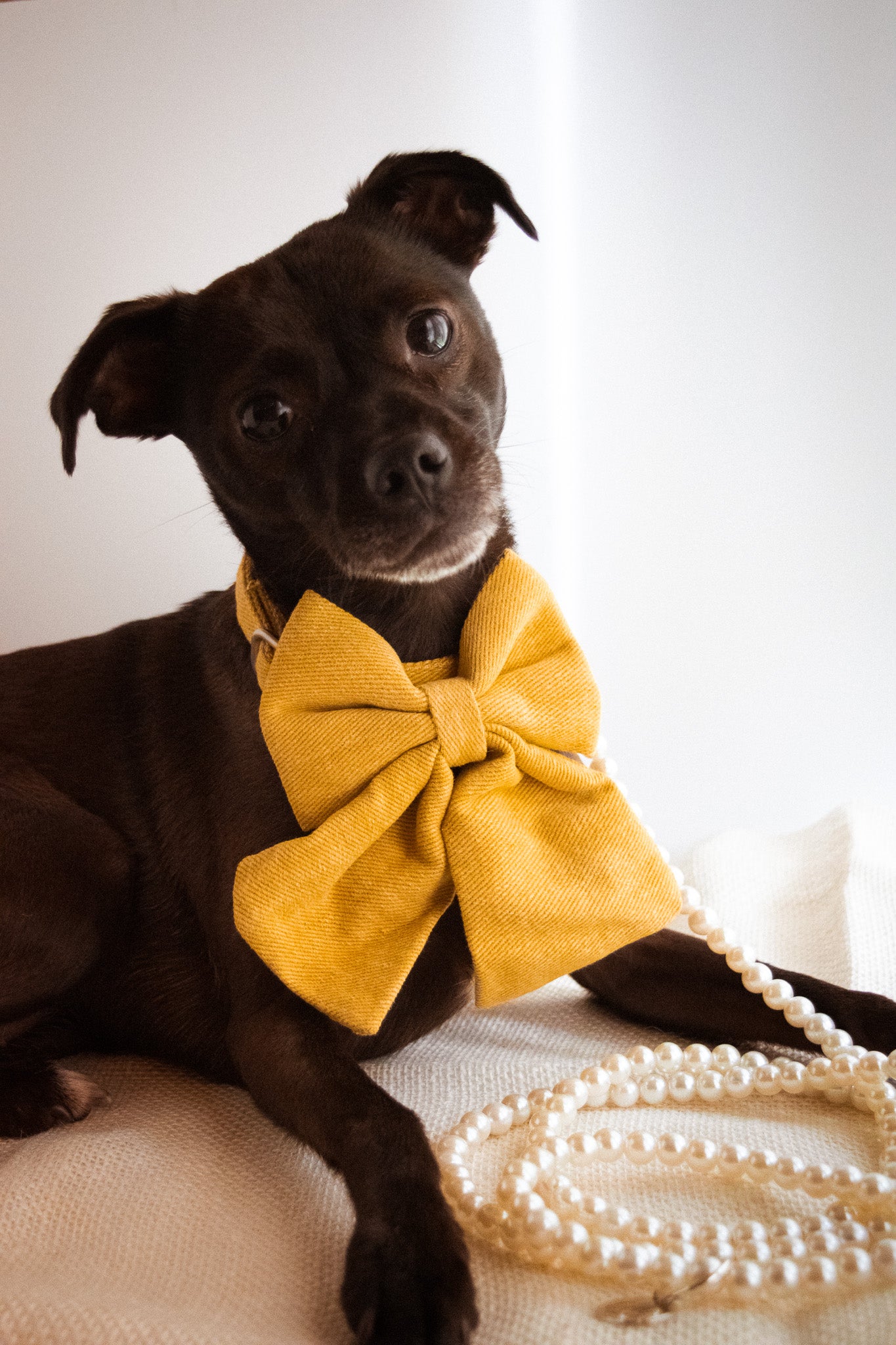 Charleston Bowtie Collars