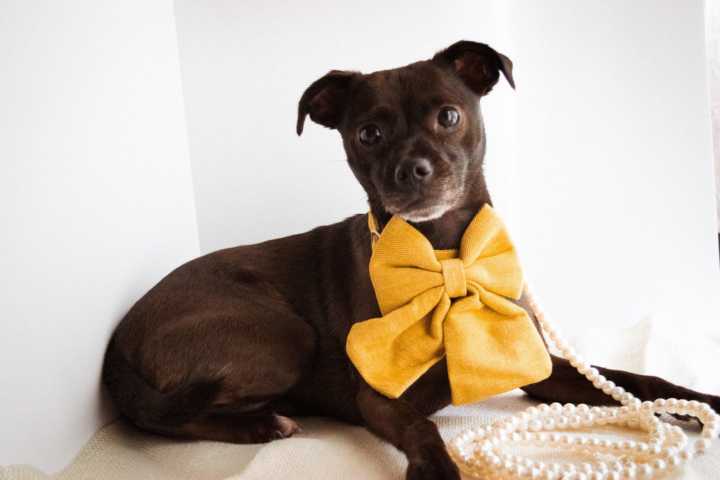 Charleston Bowtie Collars