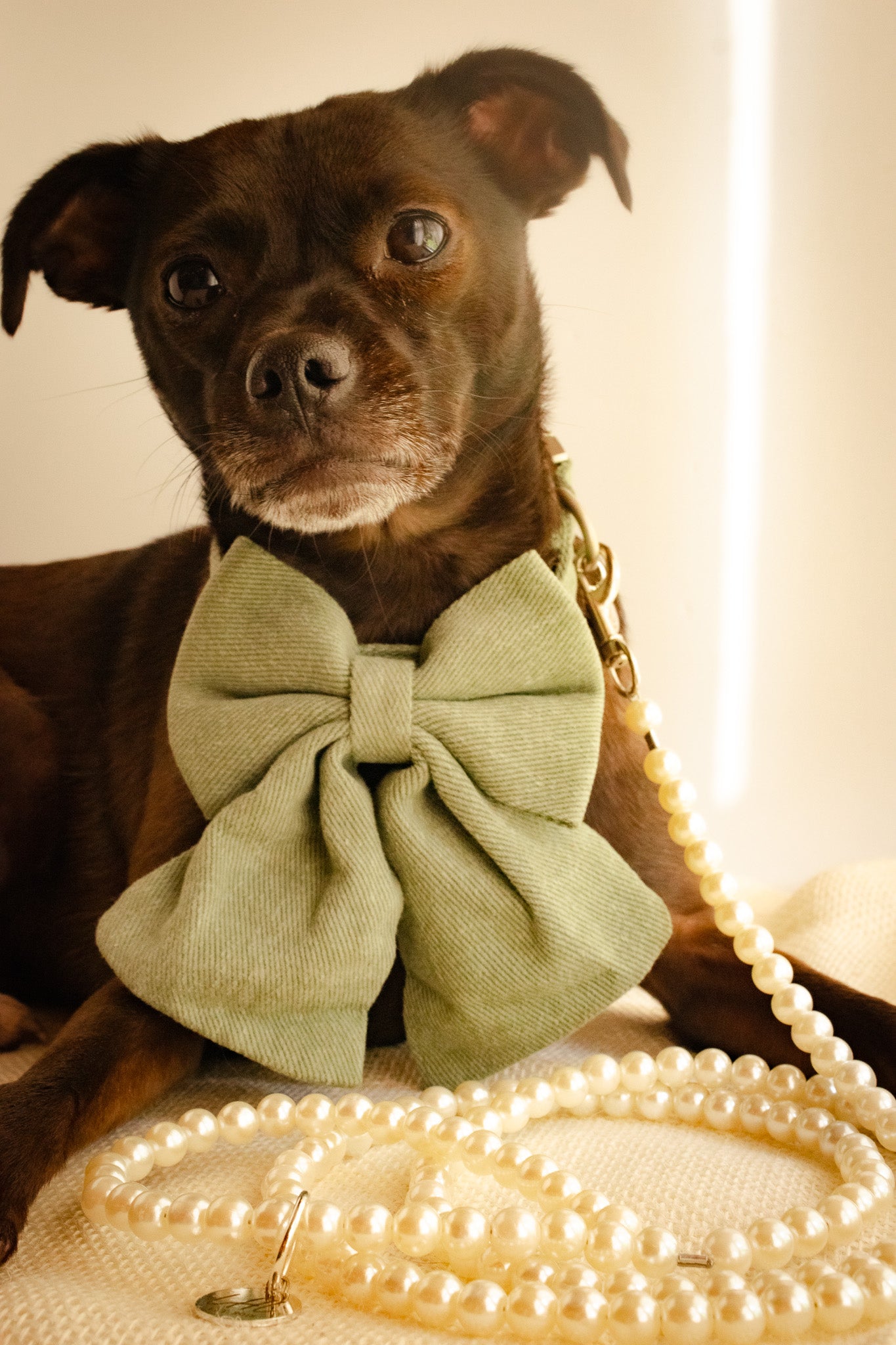 Charleston Bowtie Collars