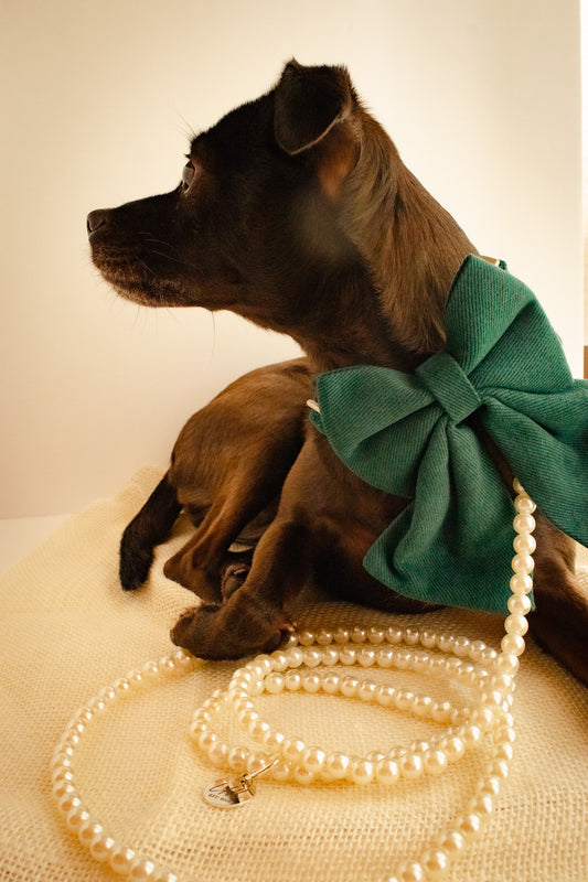 Charleston Bowtie Collars