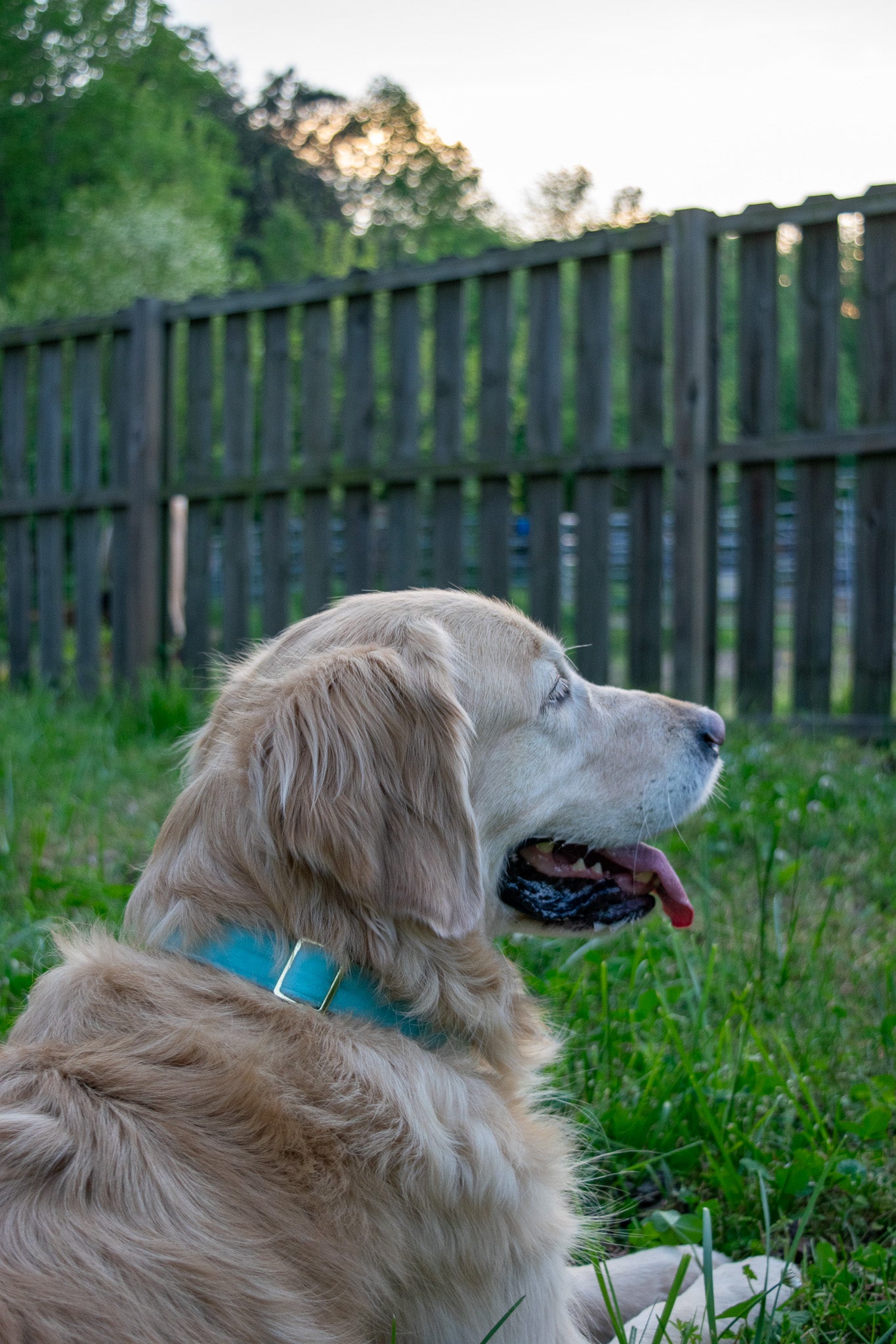 Velvet Dog Collars