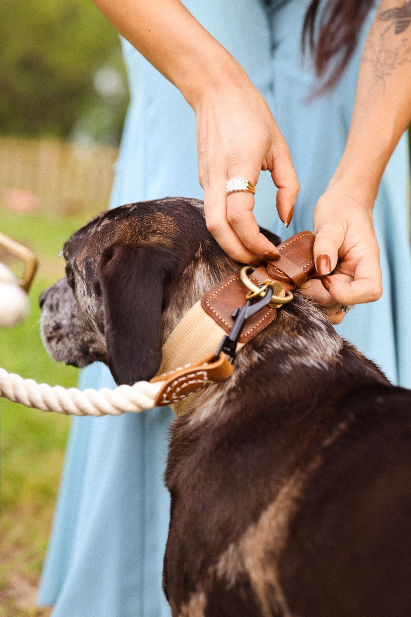 The Hampton Leather Padded Dog Collar