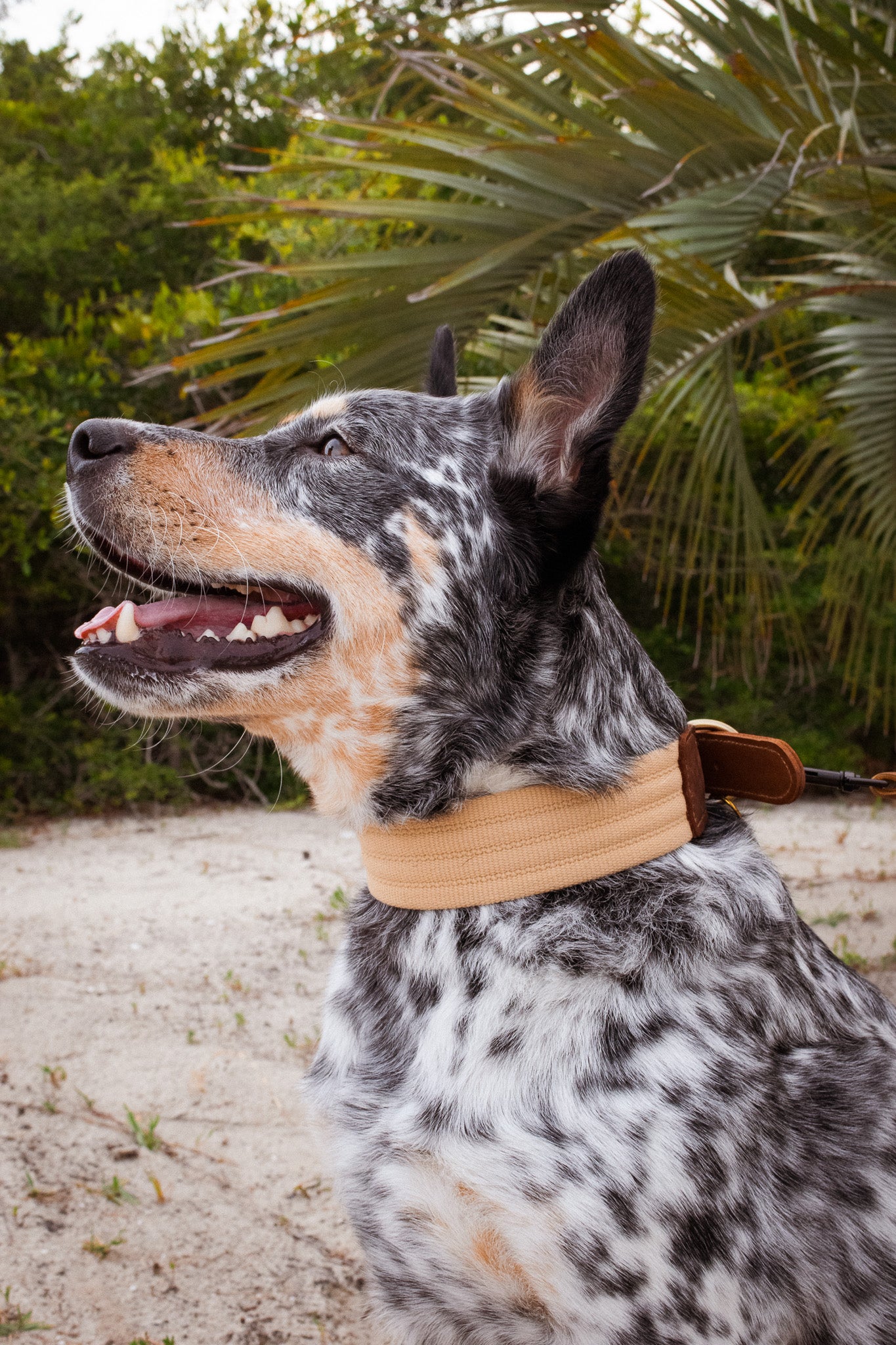 The Hampton Leather Padded Dog Collar