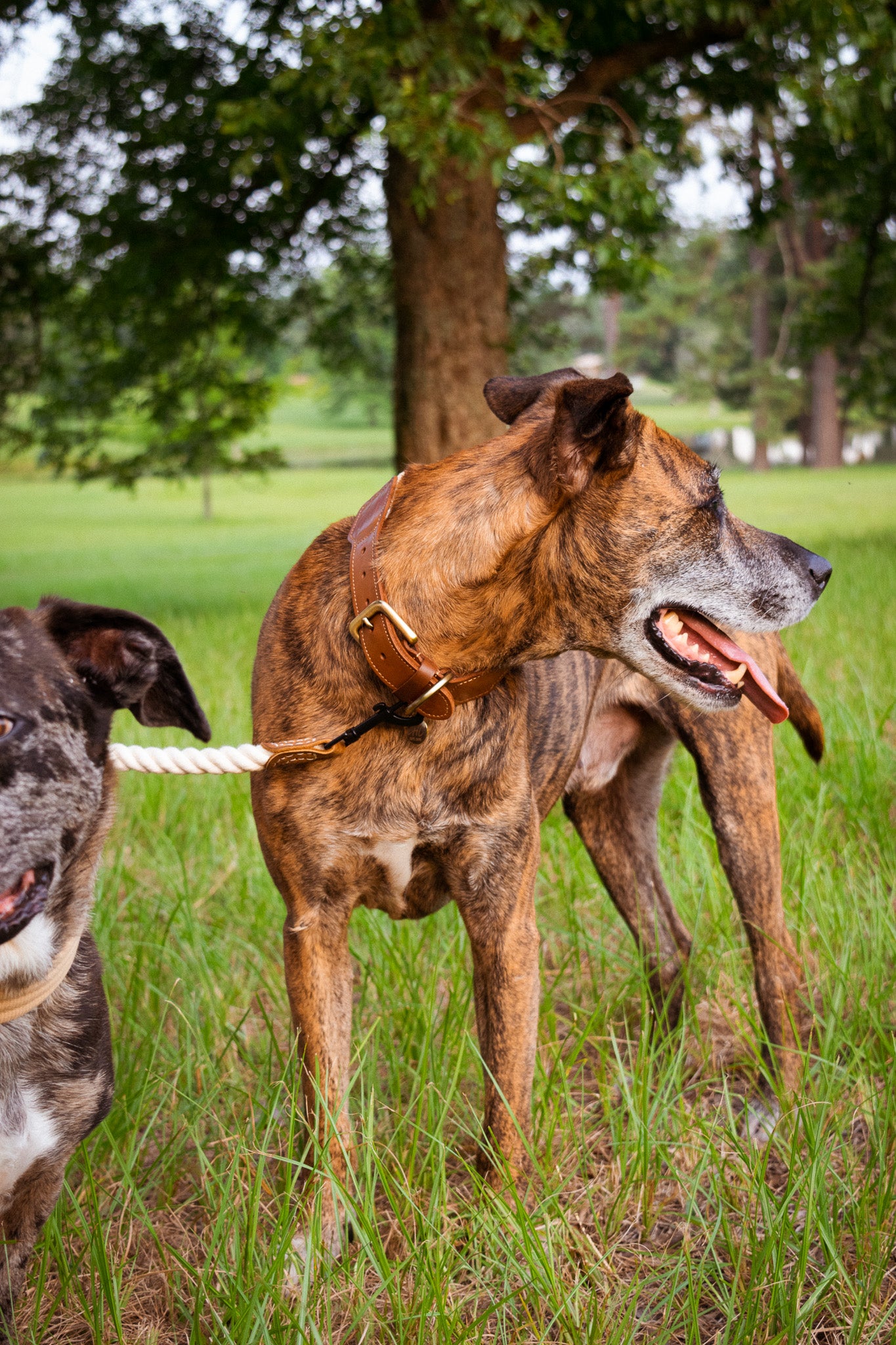 The Hampton Leather Padded Dog Collar