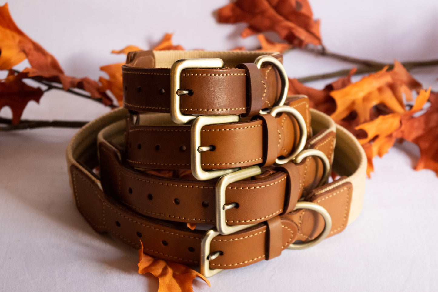 The Hampton Leather Padded Dog Collar