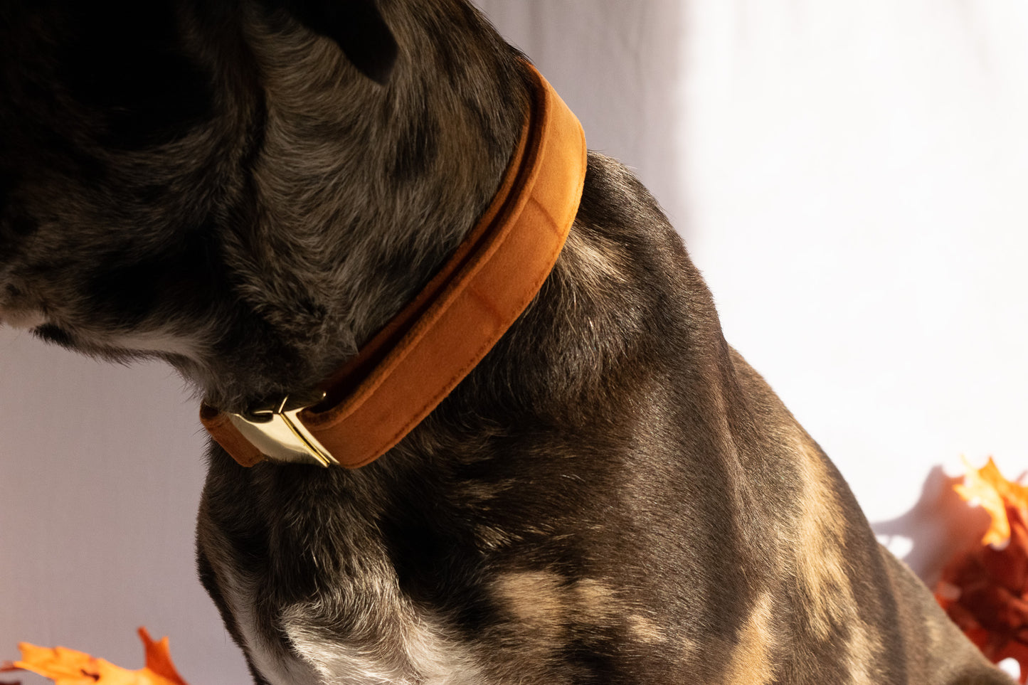 Velvet Dog Collars
