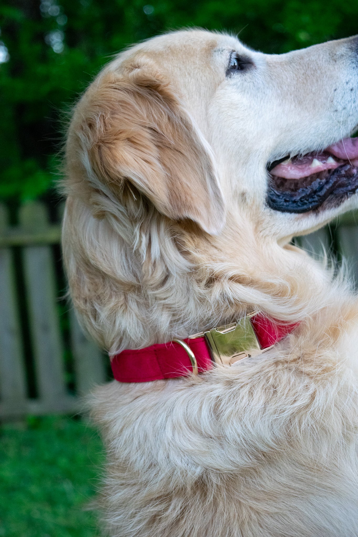 Ruby Red Velvet Dog Collars
