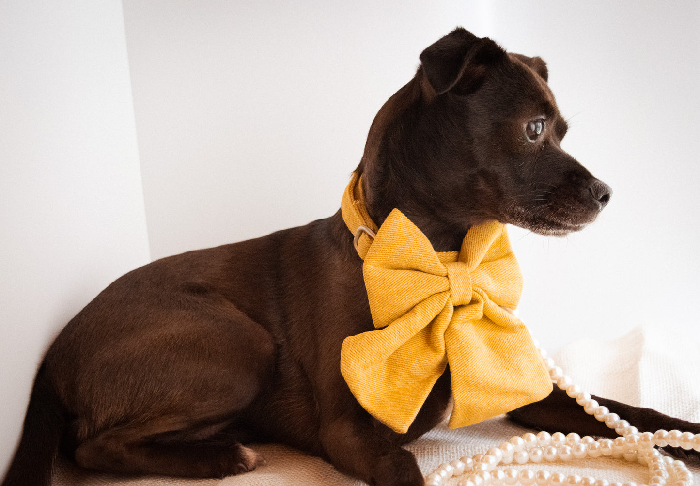 Charleston Bowtie Collars